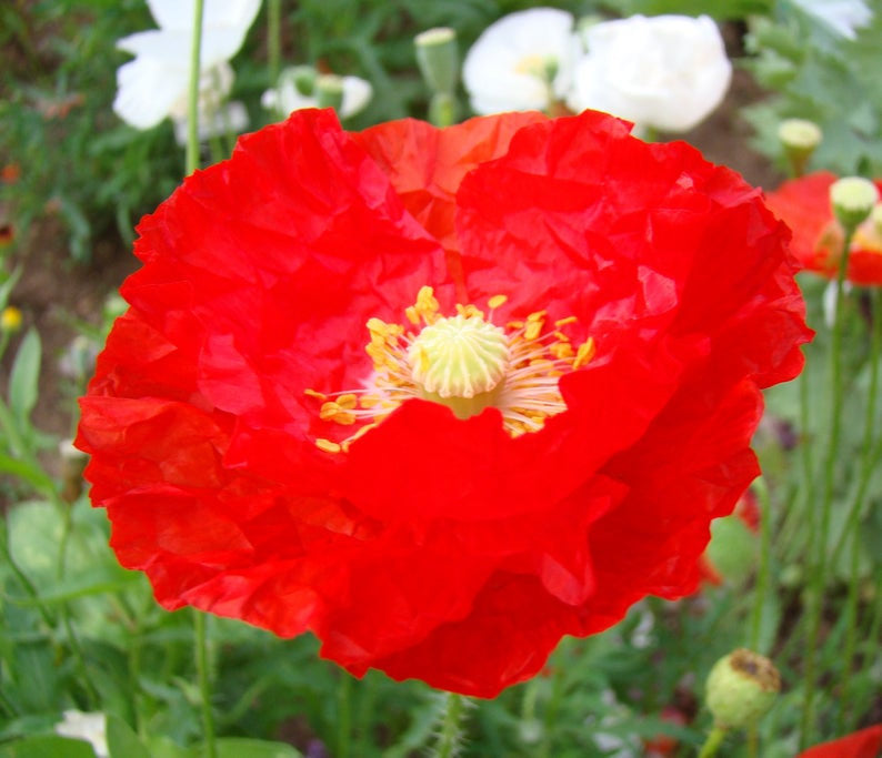 3000+ Shirley Poppy Flower Seeds Mix - Red, Pink, White