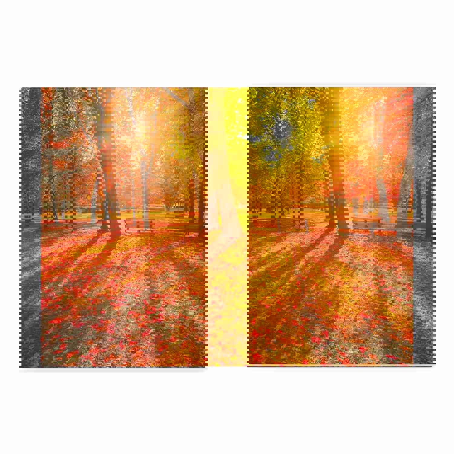Sunrise Autumn Park Nature Wilderness Photography Canvas Wall Art for Home Decor