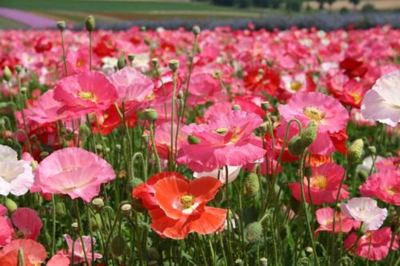 3000+ Shirley Poppy Flower Seeds Mix - Red, Pink, White