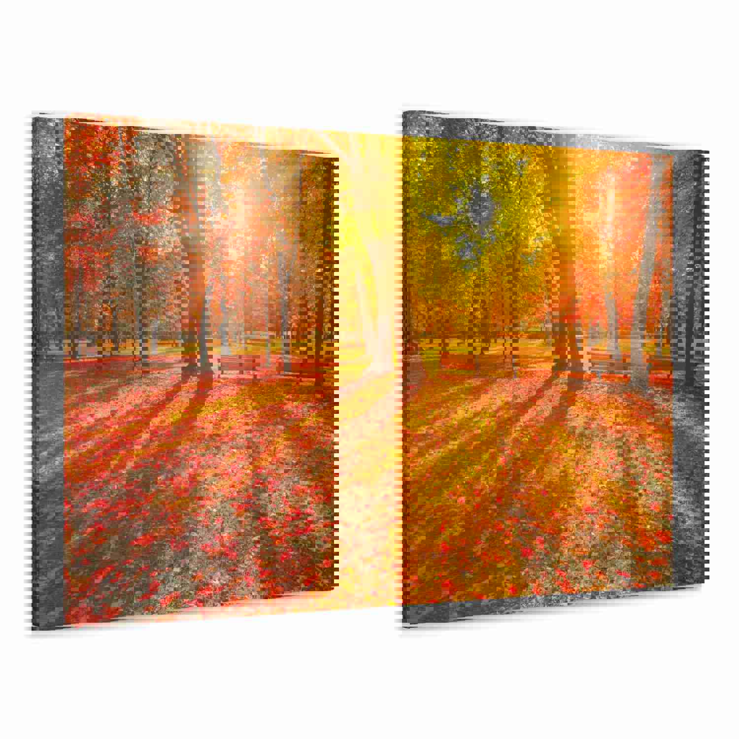 Sunrise Autumn Park Nature Wilderness Photography Canvas Wall Art for Home Decor