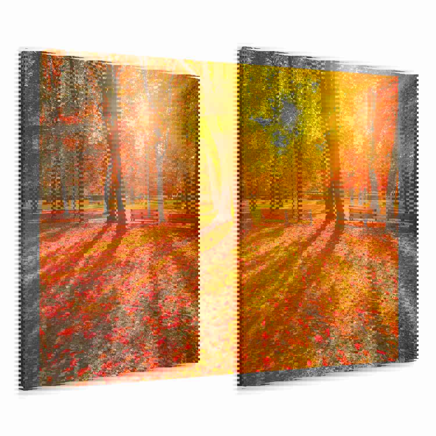 Sunrise Autumn Park Nature Wilderness Photography Canvas Wall Art for Home Decor