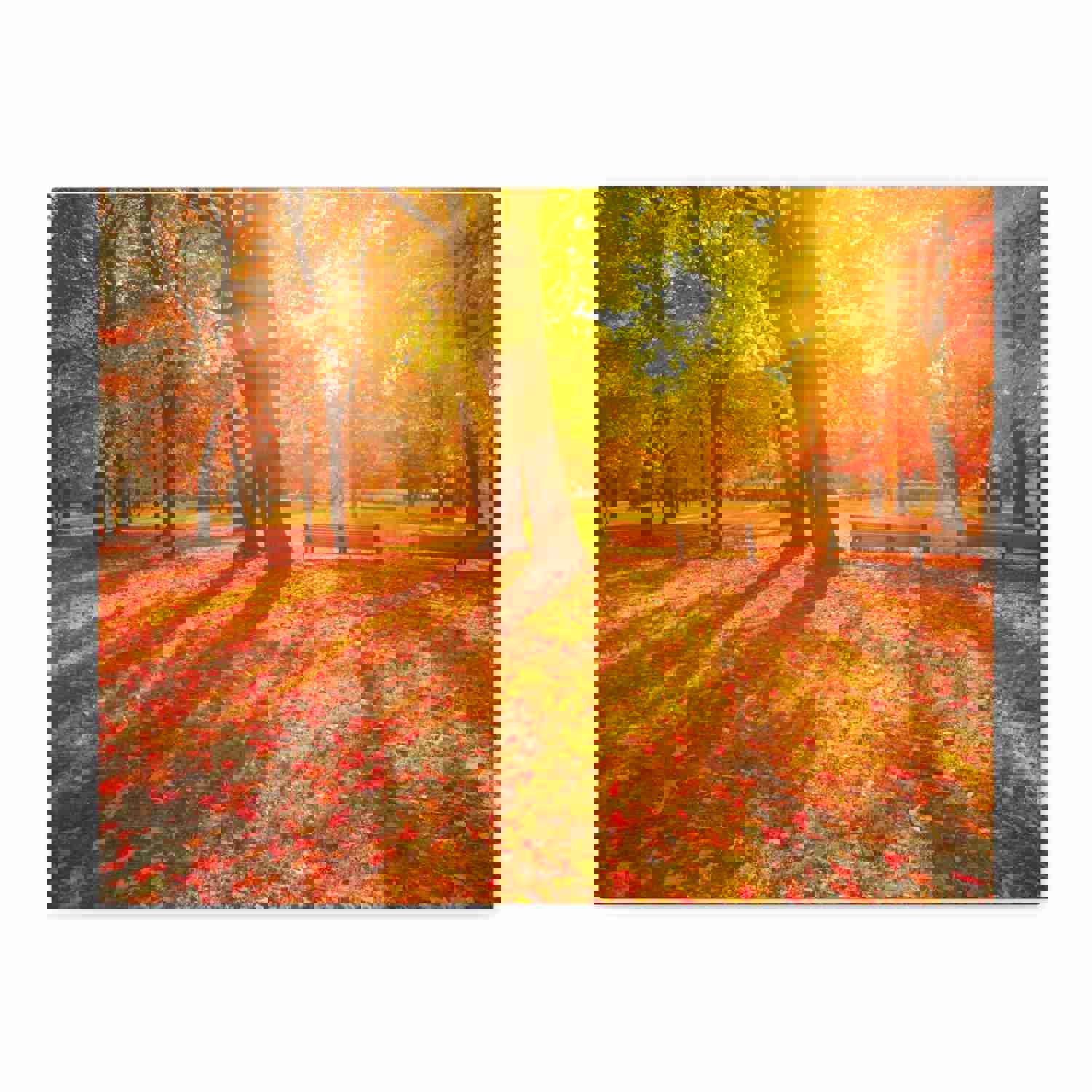 Sunrise Autumn Park Nature Wilderness Photography Canvas Wall Art for Home Decor