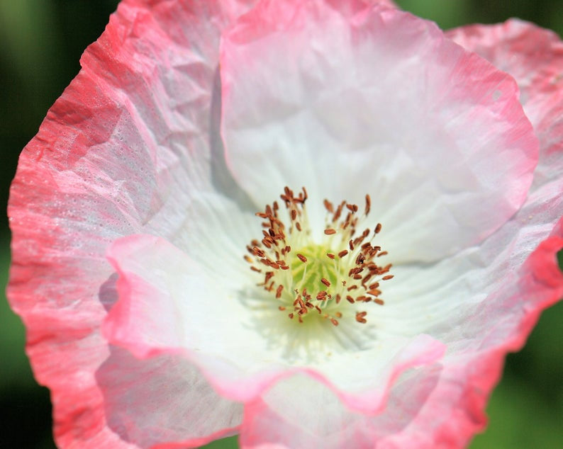 3000+ Shirley Poppy Flower Seeds Mix - Red, Pink, White