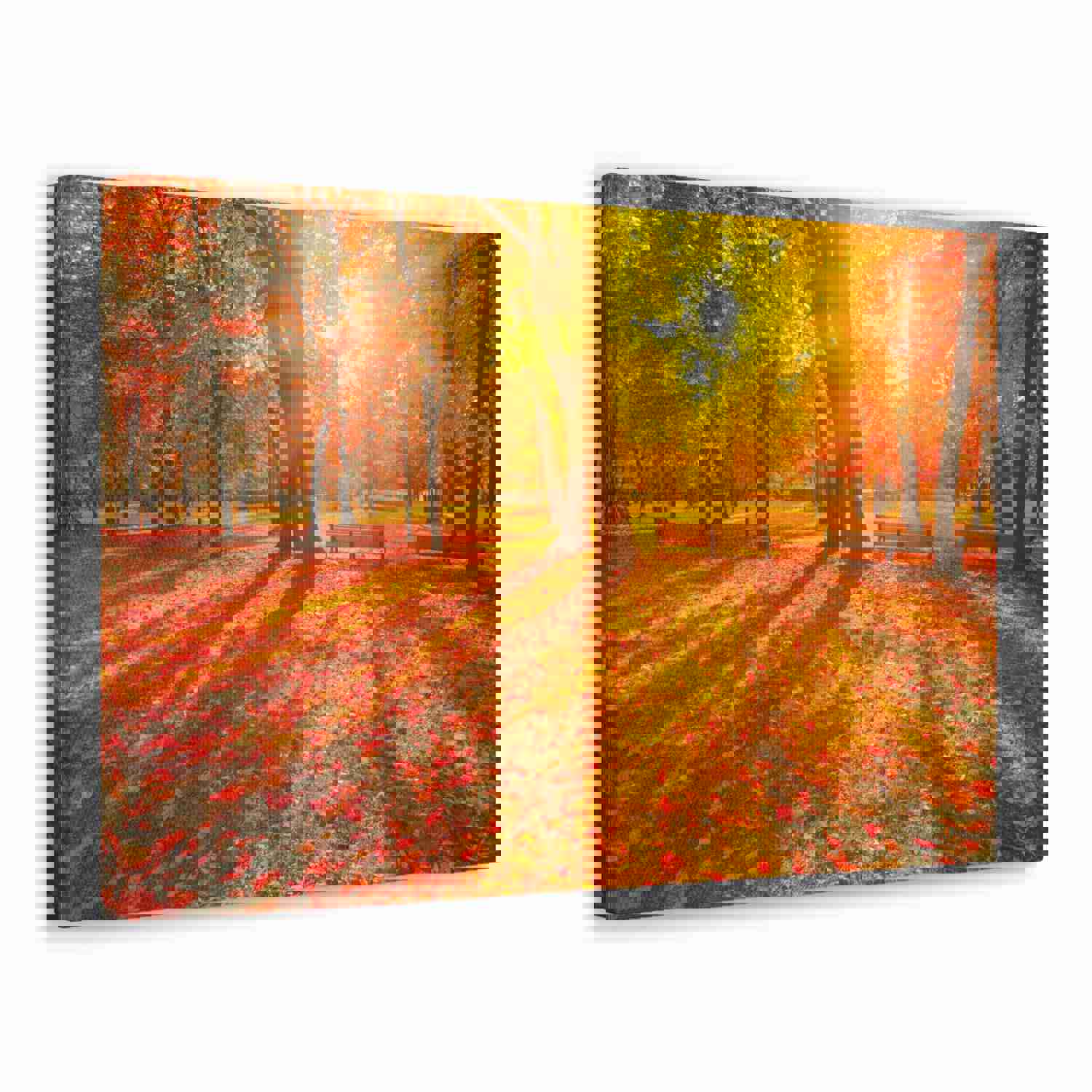 Sunrise Autumn Park Nature Wilderness Photography Canvas Wall Art for Home Decor