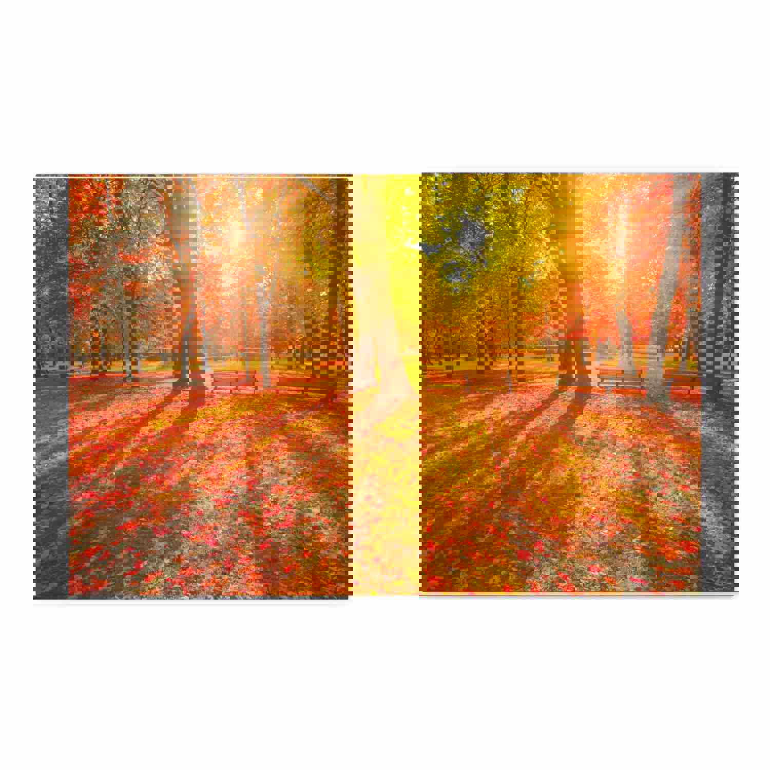 Sunrise Autumn Park Nature Wilderness Photography Canvas Wall Art for Home Decor
