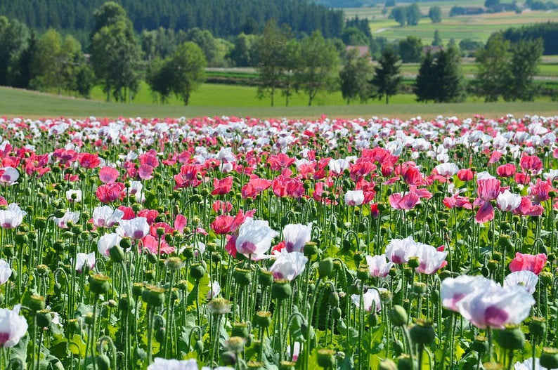 3000+ Shirley Poppy Flower Seeds Mix - Red, Pink, White