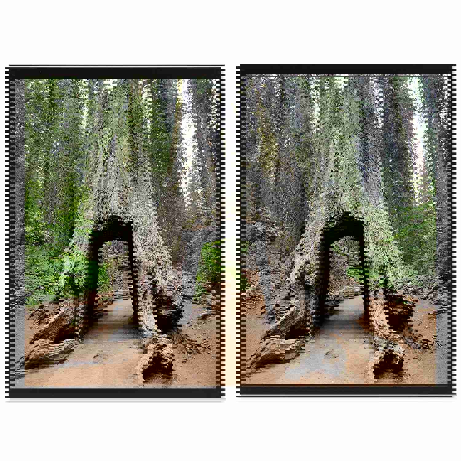 Giant Sequoia Tree Yosemite Landscape Photo Canvas Print Wall Art