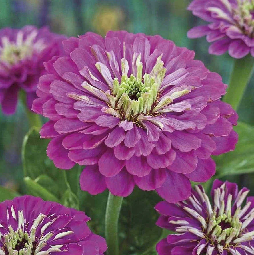 100 Majestic Mix Zinnia Flower Seeds - Vibrant Garden Blooms