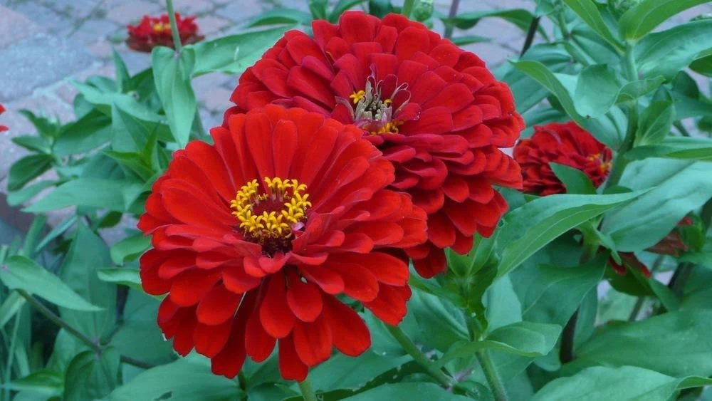 100 Majestic Mix Zinnia Flower Seeds - Vibrant Garden Blooms