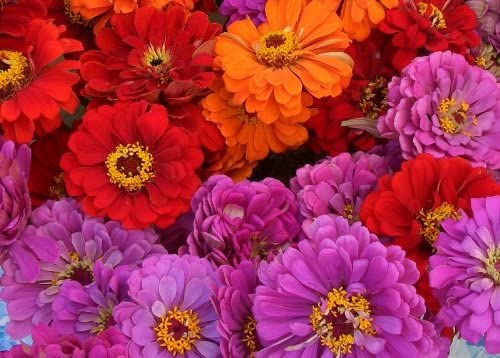 100 Majestic Mix Zinnia Flower Seeds - Vibrant Garden Blooms
