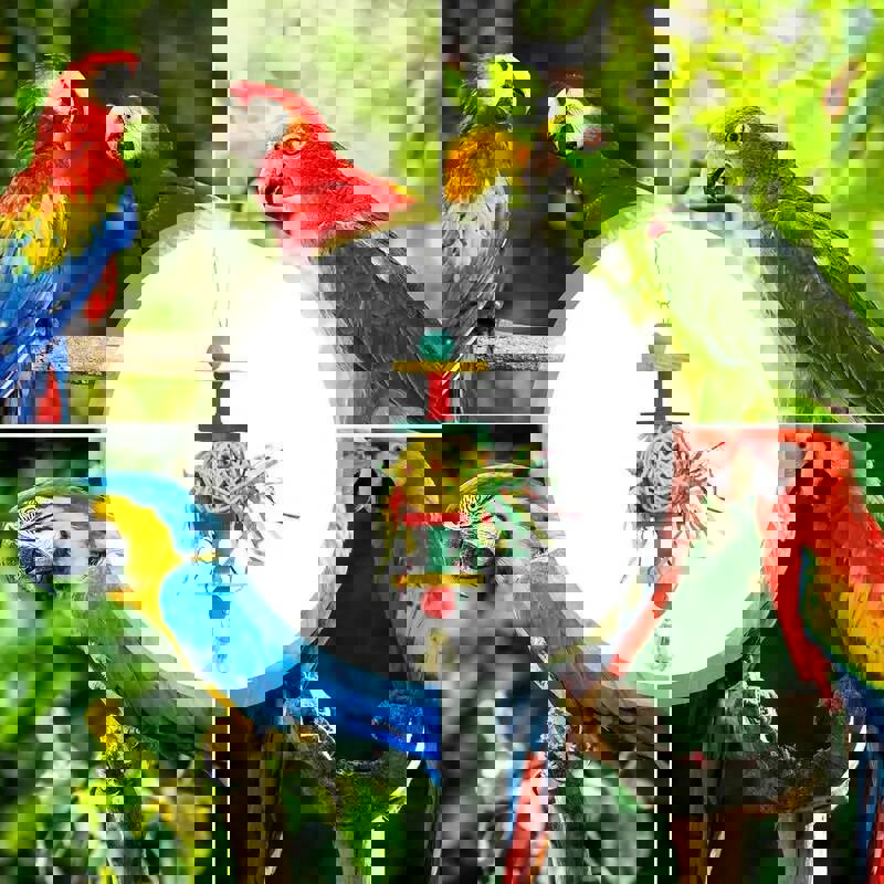 Bird Parrots Shredding Toys for Entertainment and Exercise