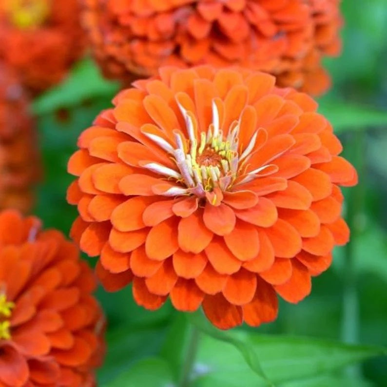 100 Majestic Mix Zinnia Flower Seeds - Vibrant Garden Blooms