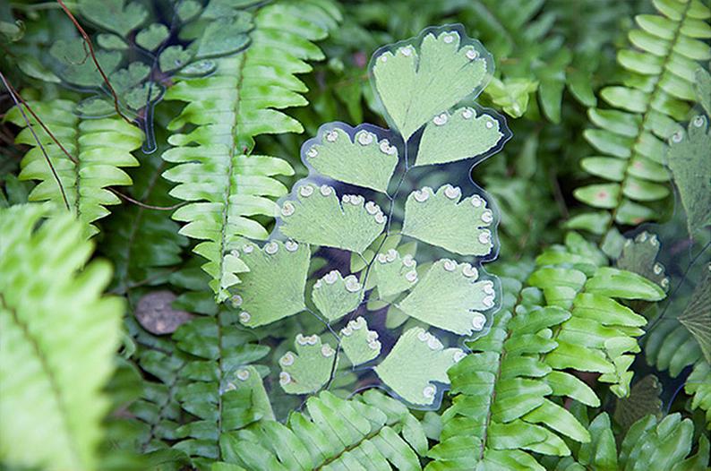 Extra-Large Dried Flowers Clear Stickers