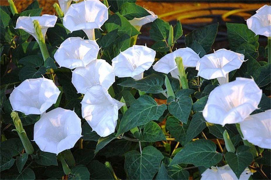 25 Moonflower Morning Glory Flower Seeds for Summer Blooms