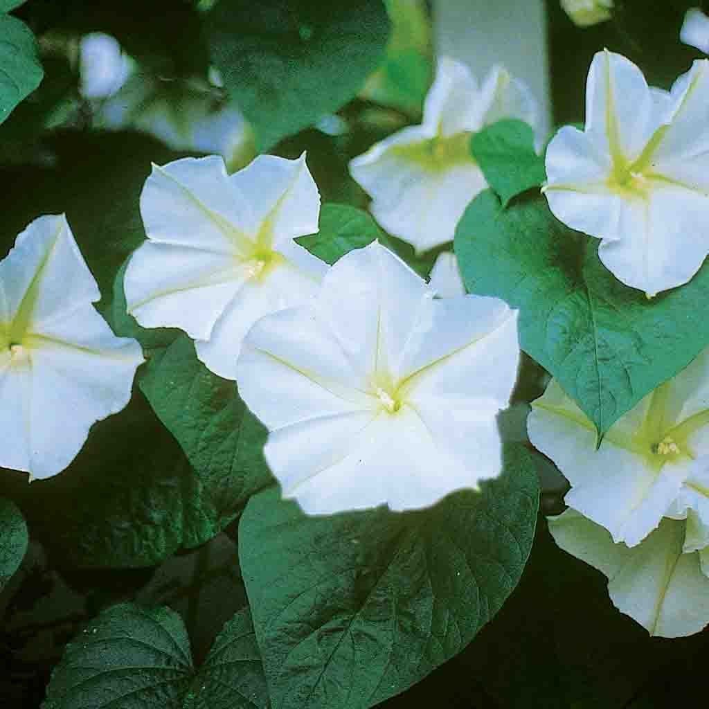 25 Moonflower Morning Glory Flower Seeds for Summer Blooms