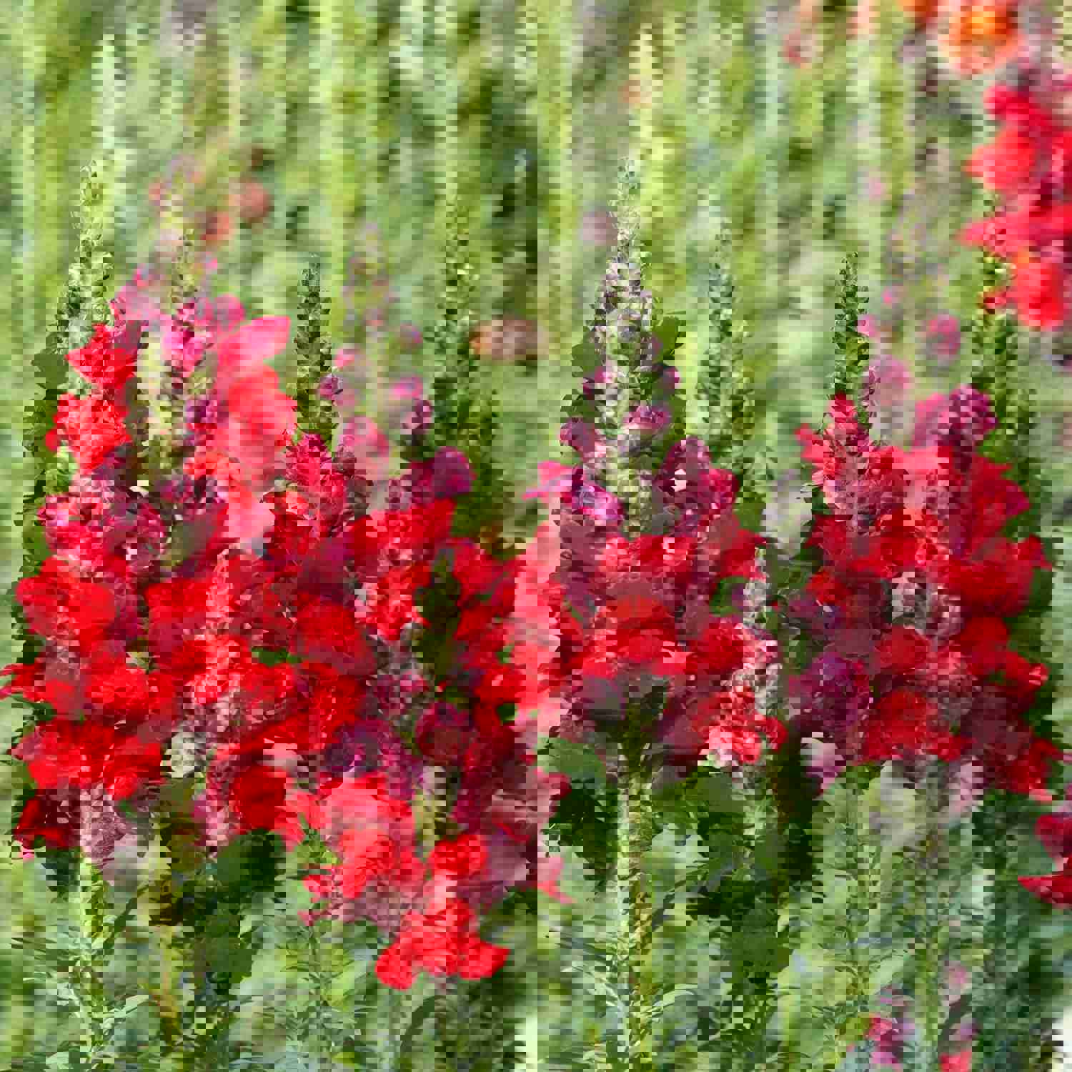 100 Rocket Red Snapdragon Flower Seeds - Large Azalea Type Blooms