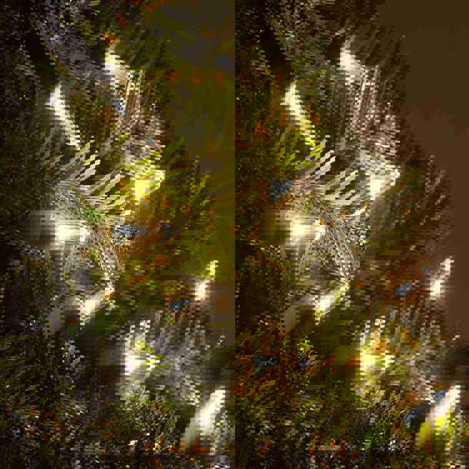 SEWANTA Christmas Lights Warm White String Lights for Indoor/Outdoor Holiday Decorations