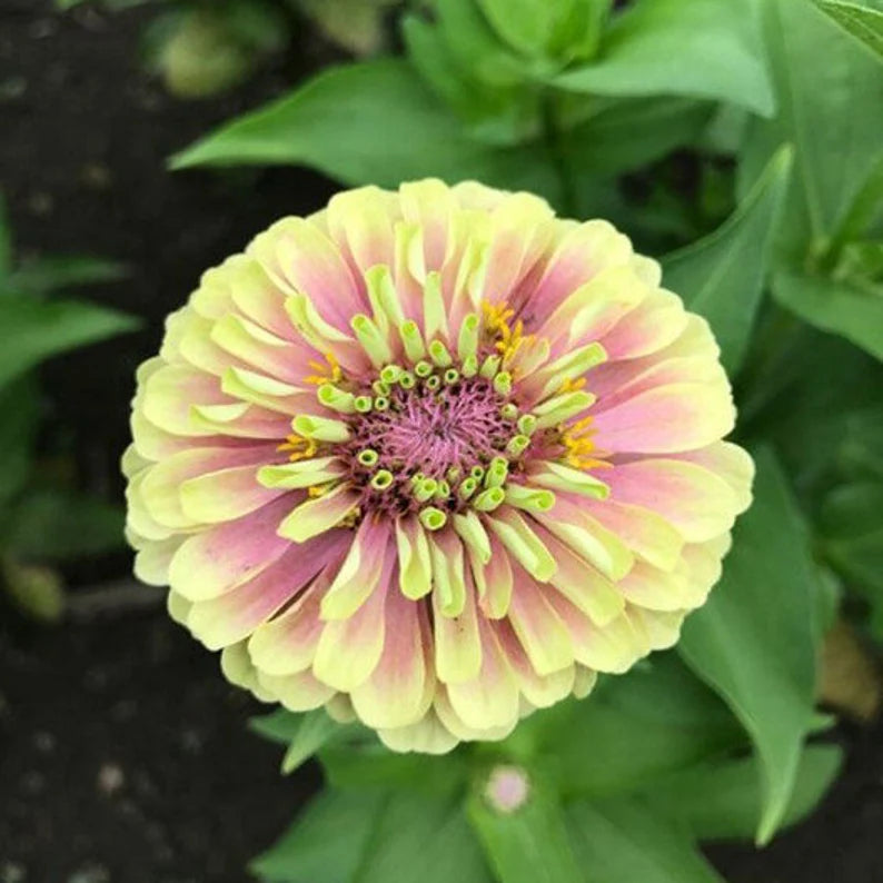 25 Queen Lime Zinnia Mixed Color Flower Seeds