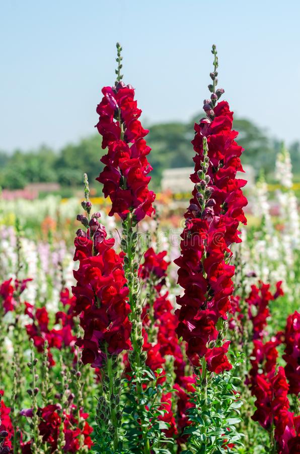 100 Rocket Red Snapdragon Flower Seeds - Large Azalea Type Blooms