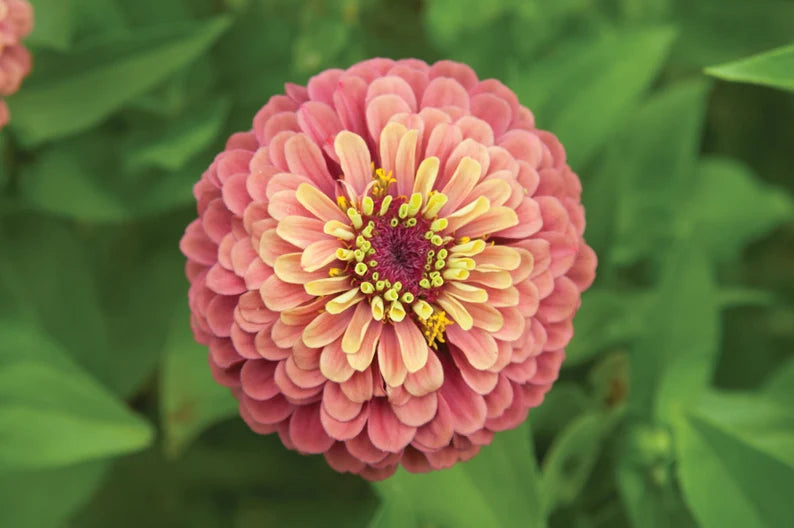 25 Queen Lime Zinnia Mixed Color Flower Seeds