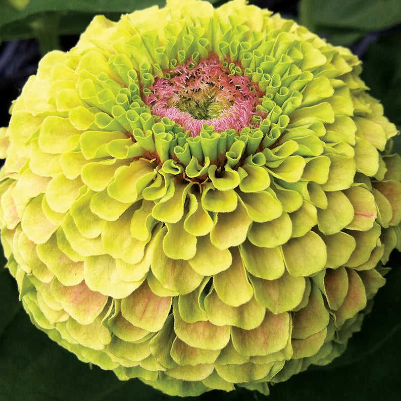 25 Queen Lime Zinnia Mixed Color Flower Seeds