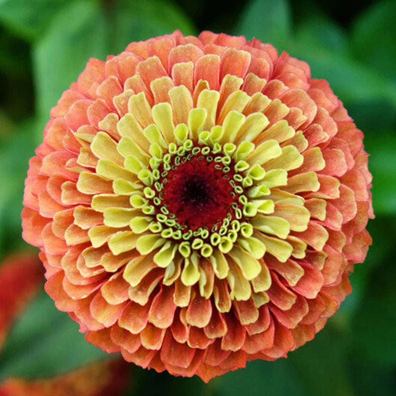 25 Queen Lime Zinnia Mixed Color Flower Seeds