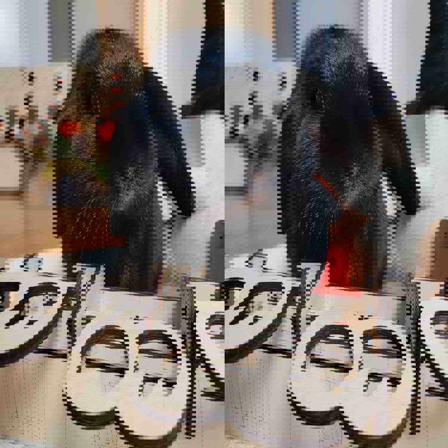 Halloween Trick or Treat Series Boooo Flip Box - Bunny Enrichment Puzzle Toy