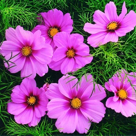 100 Dwarf Cosmos Flower Seeds - Mixed Colors for Pots and Gardens