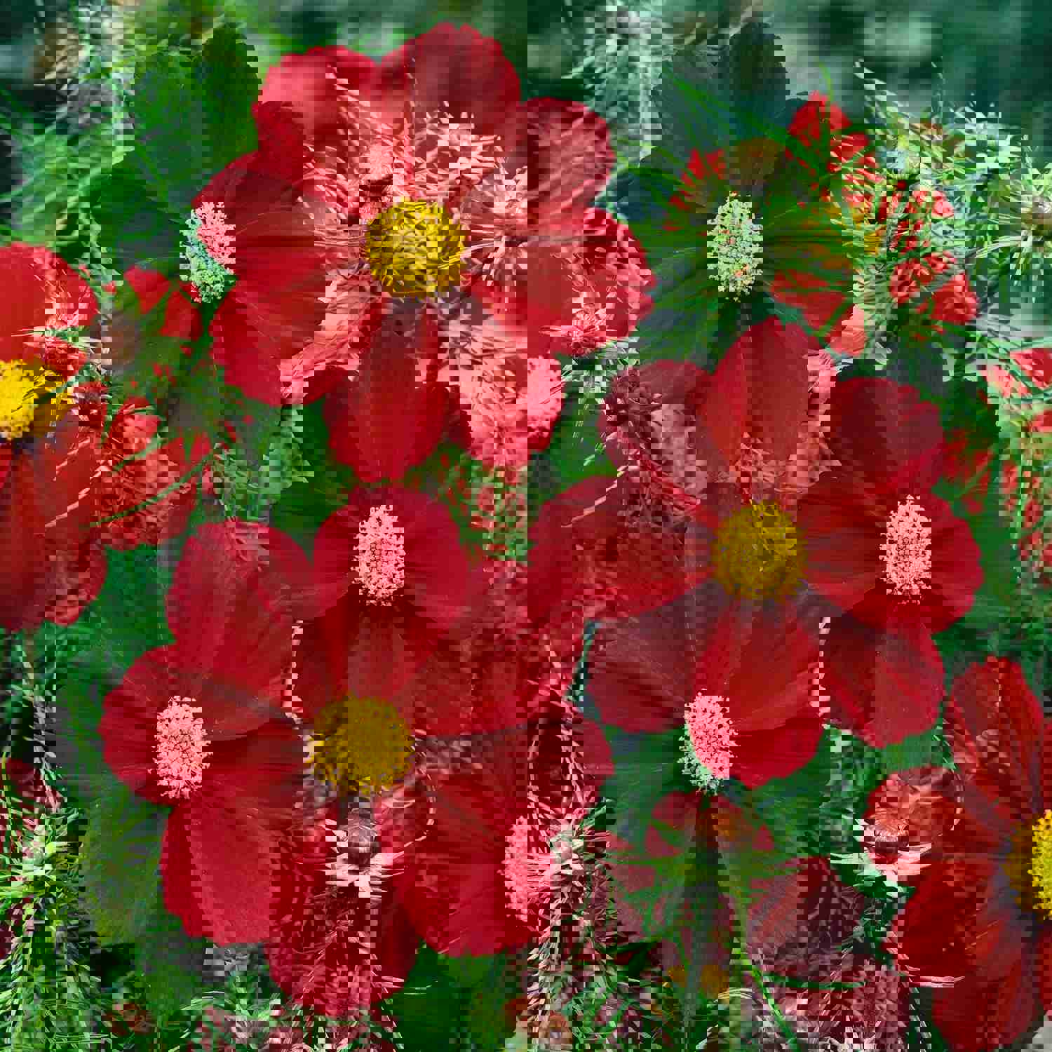 100 Dwarf Cosmos Flower Seeds - Mixed Colors for Pots and Gardens