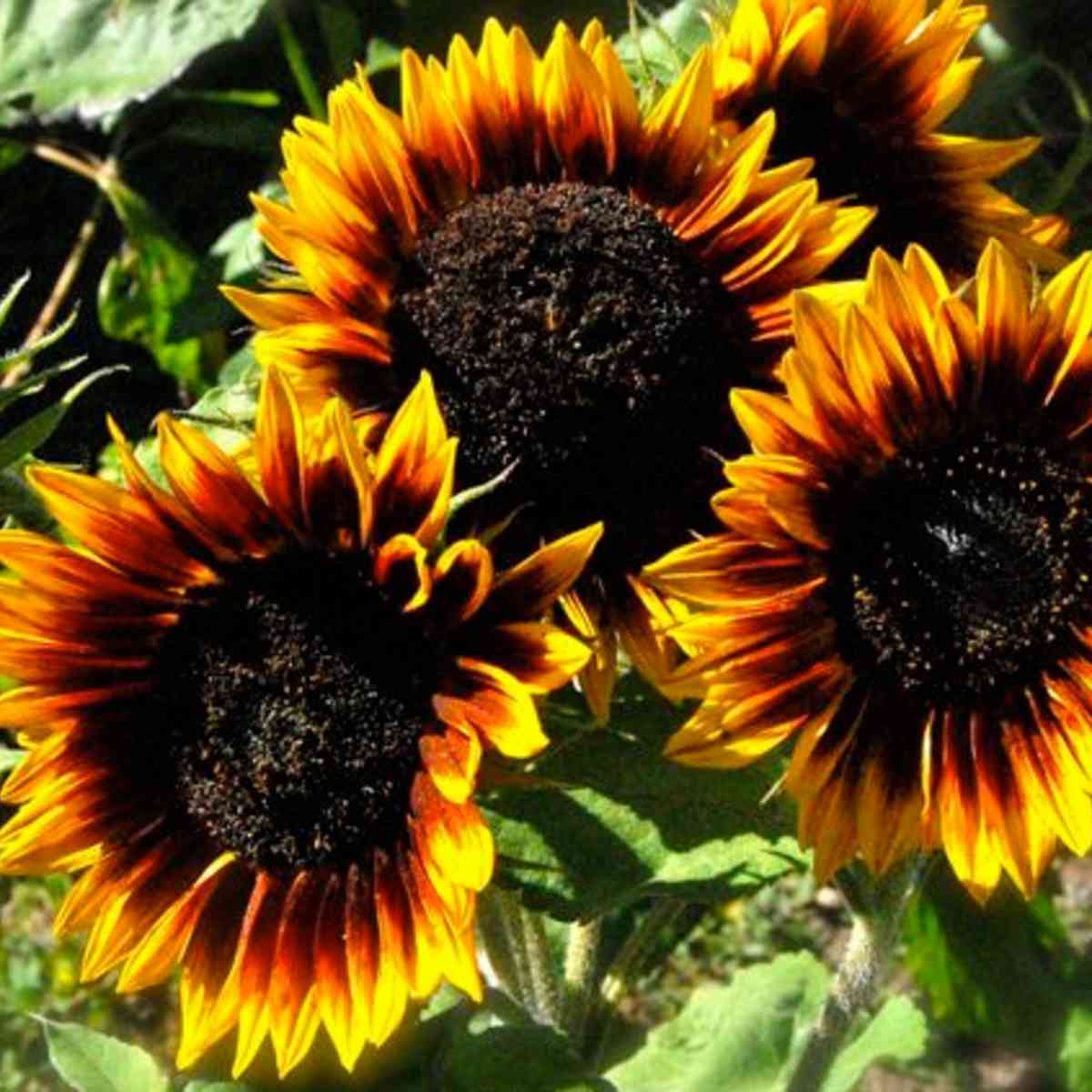 Sunflower (Ring of Fire) Tarot Garden Seed Packet