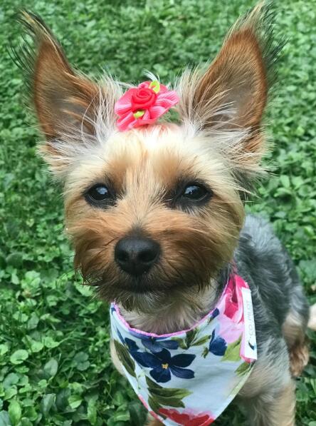 Glamorous Pet Dog Hair Bows Set - 100pcs with Rhinestones and Pearls