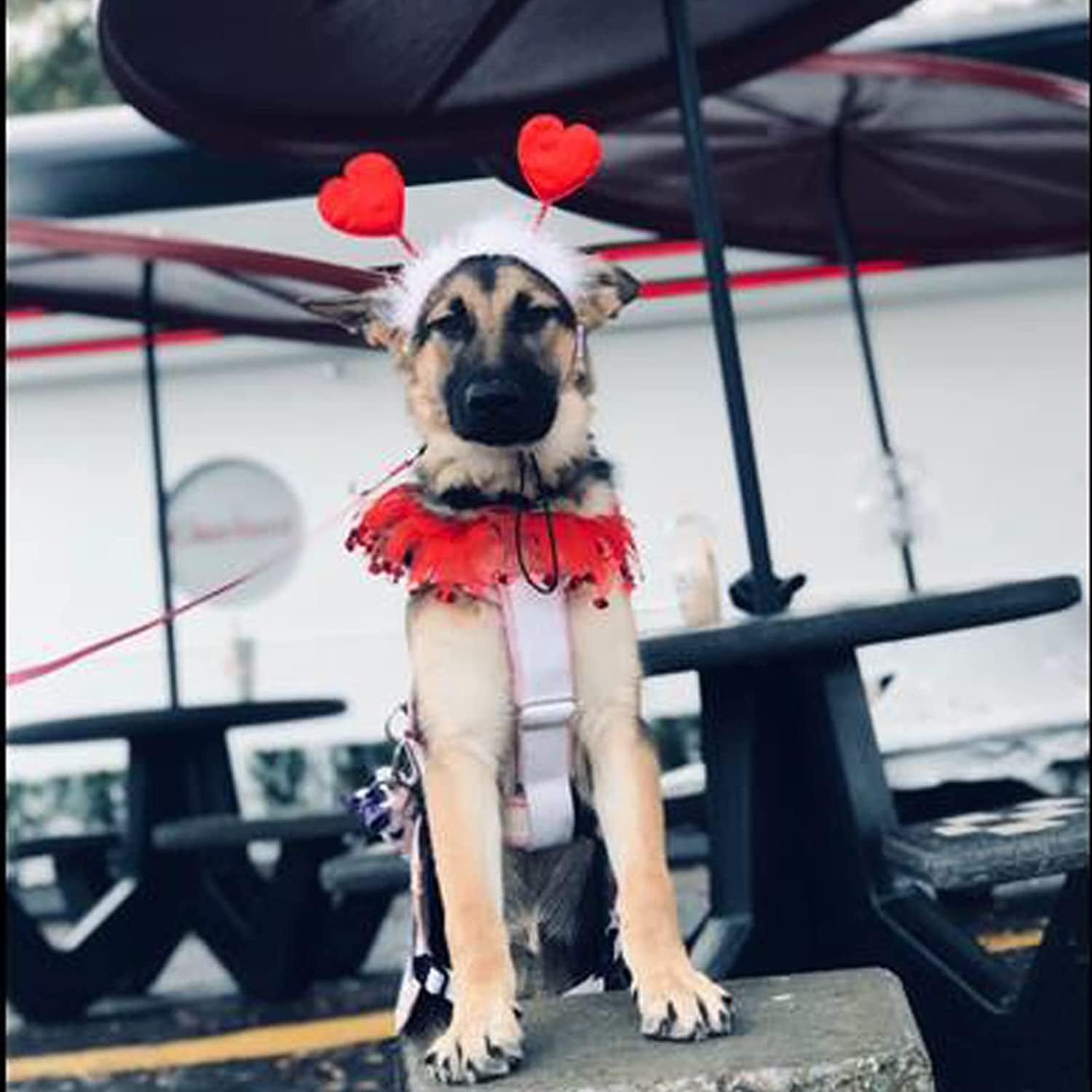 Glittery Valentine's Day Pet Heart Headband for Dogs and Cats