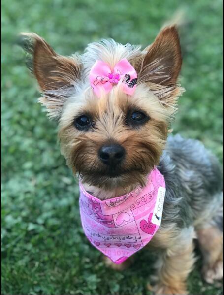 Glamorous Pet Dog Hair Bows Set - 100pcs with Rhinestones and Pearls