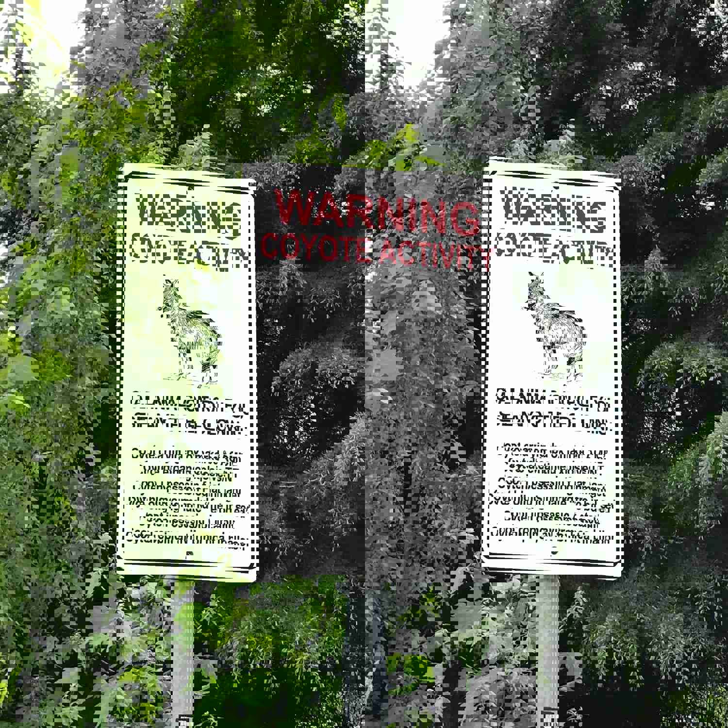 Coyote Activity Vintage Metal Sign - 8x12 Inch Humorous Wall Decor