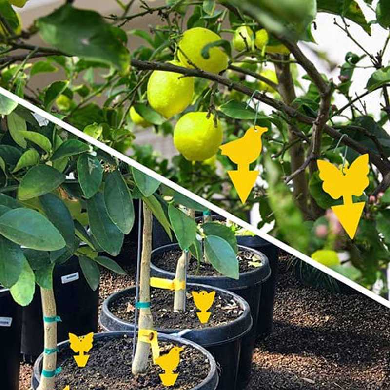 High-Efficiency Yellow Sticky Insect Traps for Fruit Flies, Fungus Gnats, and Mosquitoes