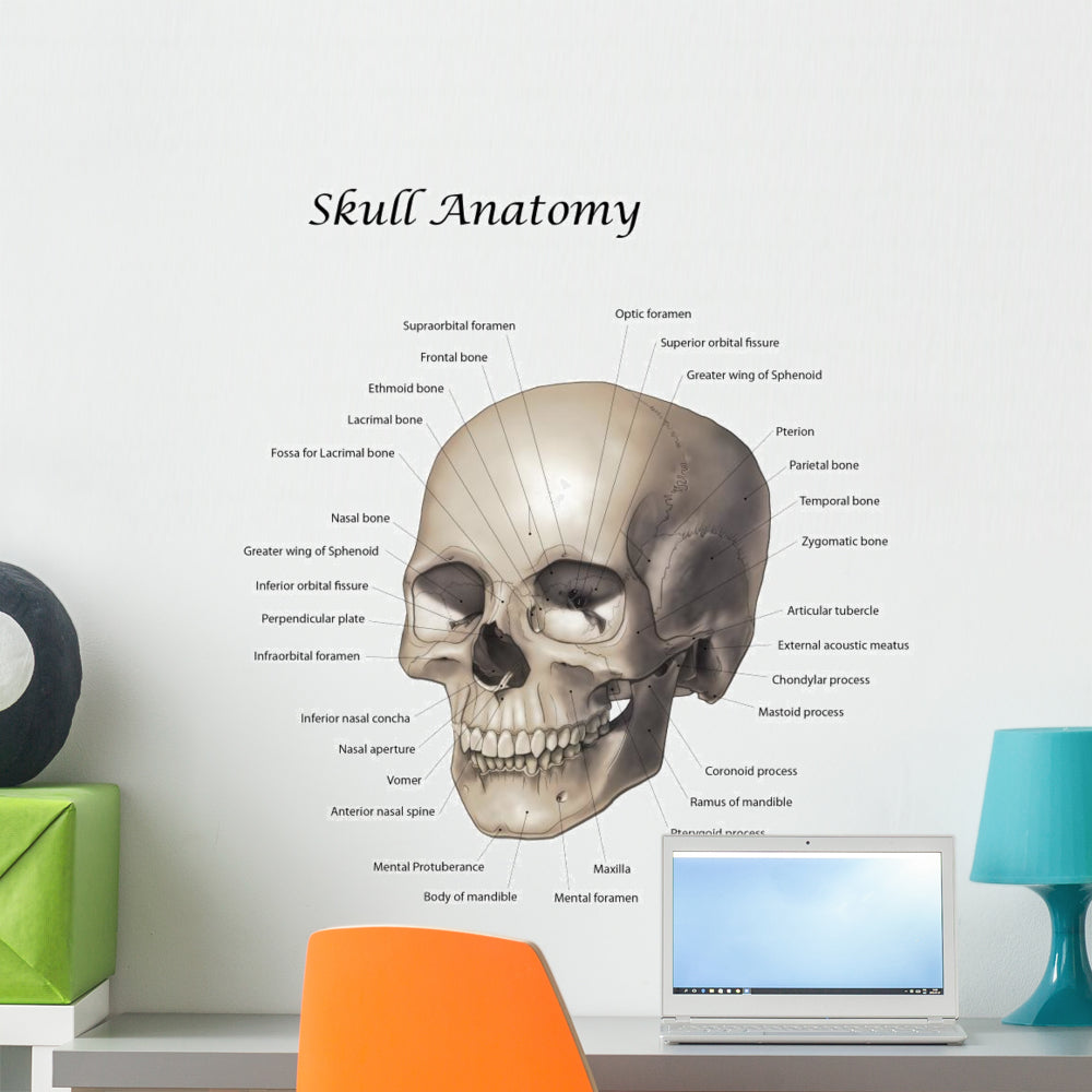 Labeled Human Skull Wall Decal for Educational and Decorative Use