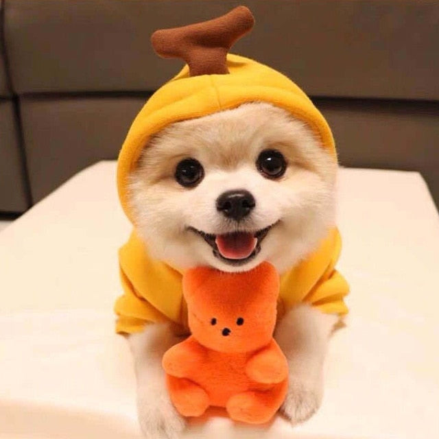 Stylish Dog Hoodie with Vibrant Colors
