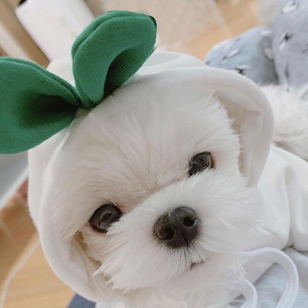 Stylish Dog Hoodie with Vibrant Colors