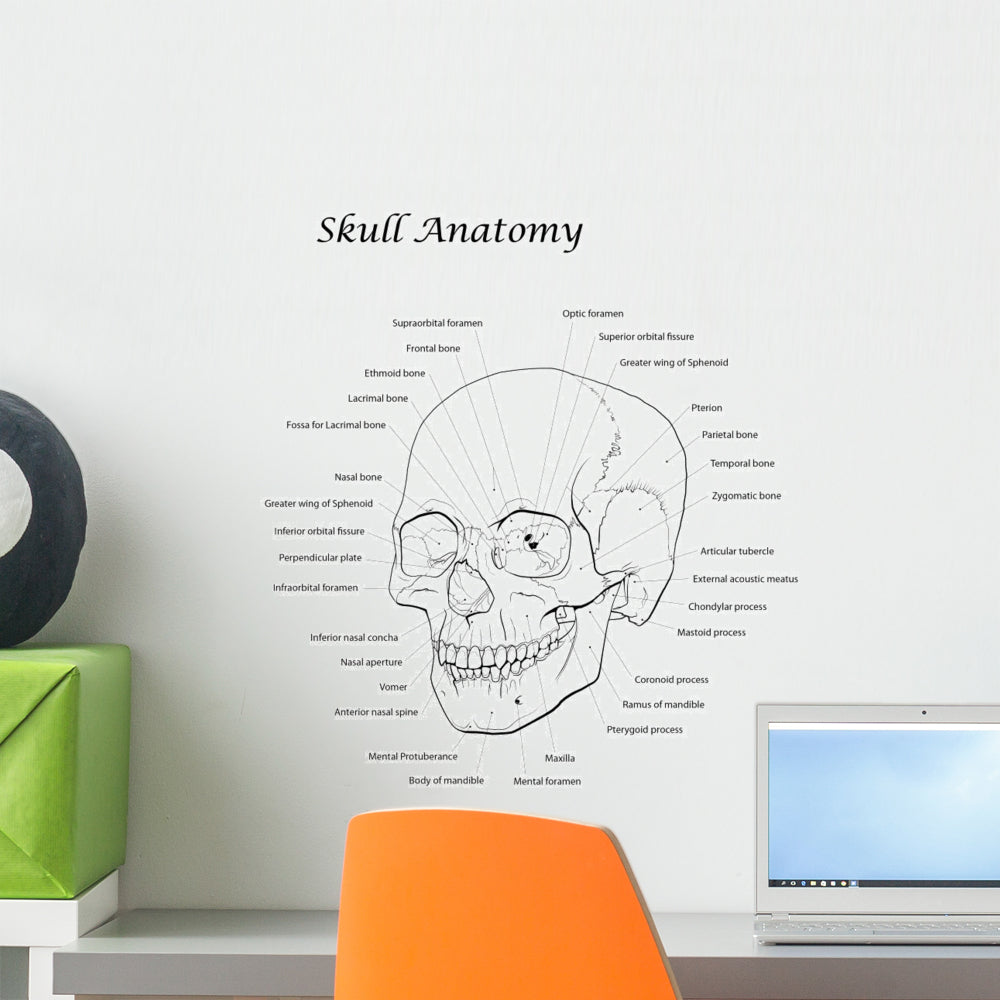 Durable Human Skull Line Illustration Wall Decal