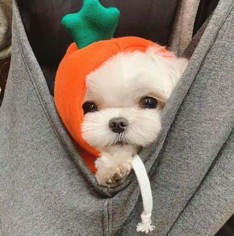 Stylish Dog Hoodie with Vibrant Colors