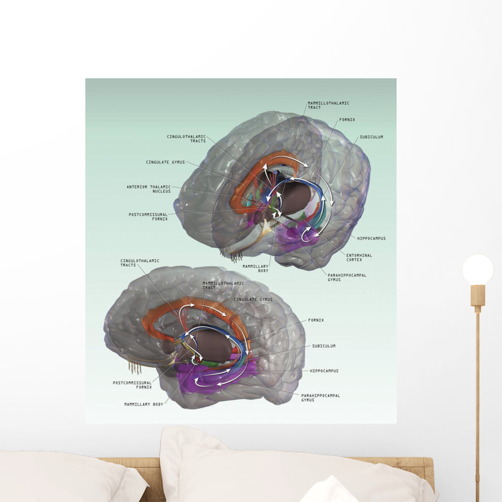 3D Papez Circuit Wall Decal for Modern Interiors