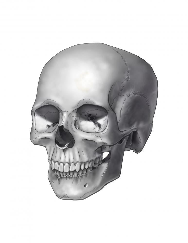 Epic Skull Illustration Wall Decal for Bold Interiors