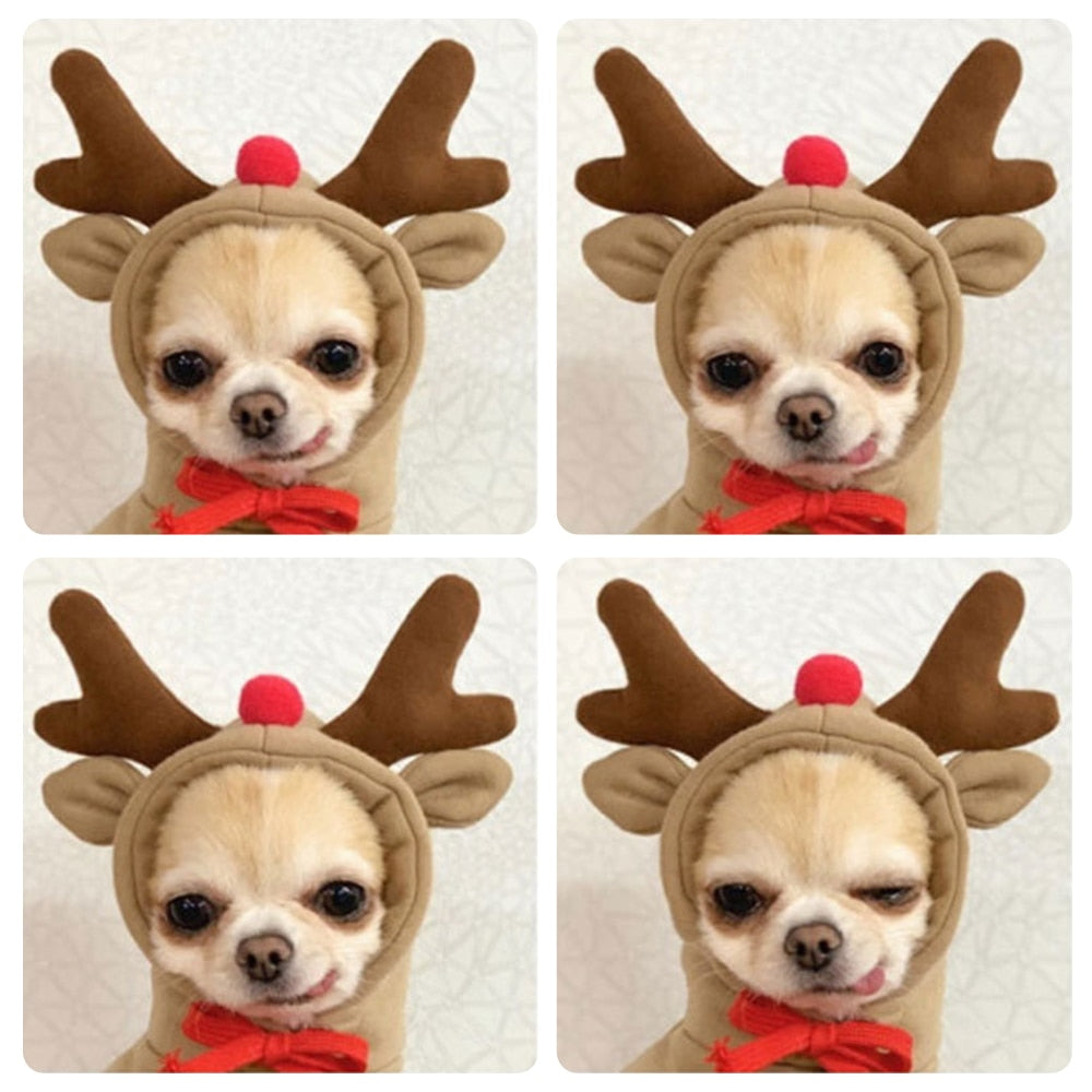 Stylish Dog Hoodie with Vibrant Colors
