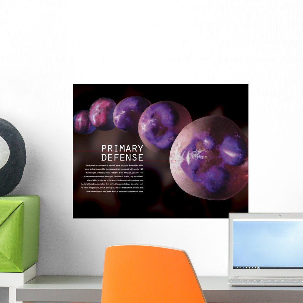 3D Hematopoiesis Wall Decal for Educational and Decorative Spaces