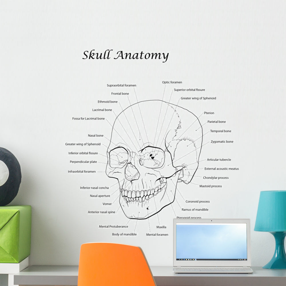 Durable Human Skull Line Illustration Wall Decal