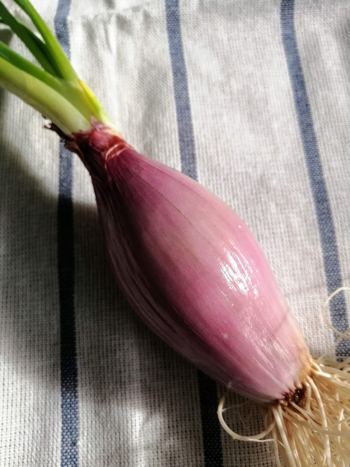 Hundredfold Italian Heirloom Torpedo Red Onion Seeds - Sweet, Mild, Non-GMO