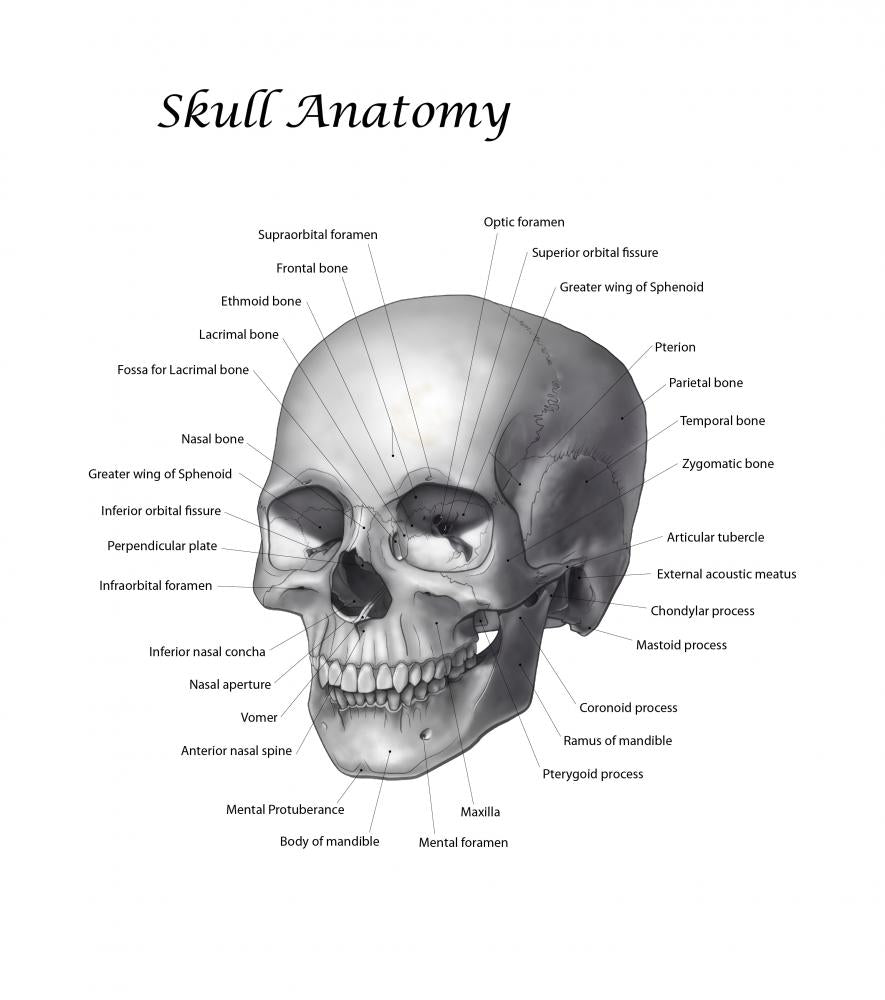 Labeled Skull Illustration Wall Decal