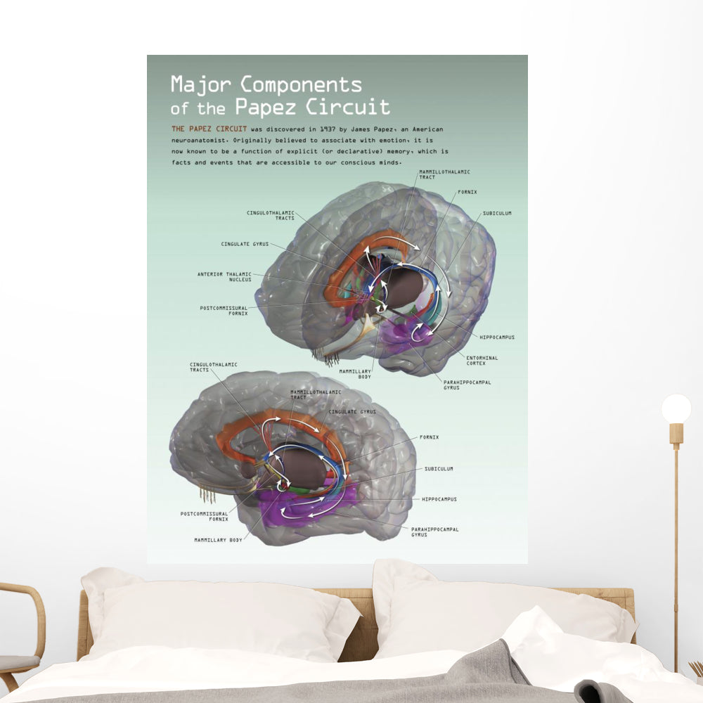 3D Papez Circuit Wall Decal - Vibrant Vertical Art
