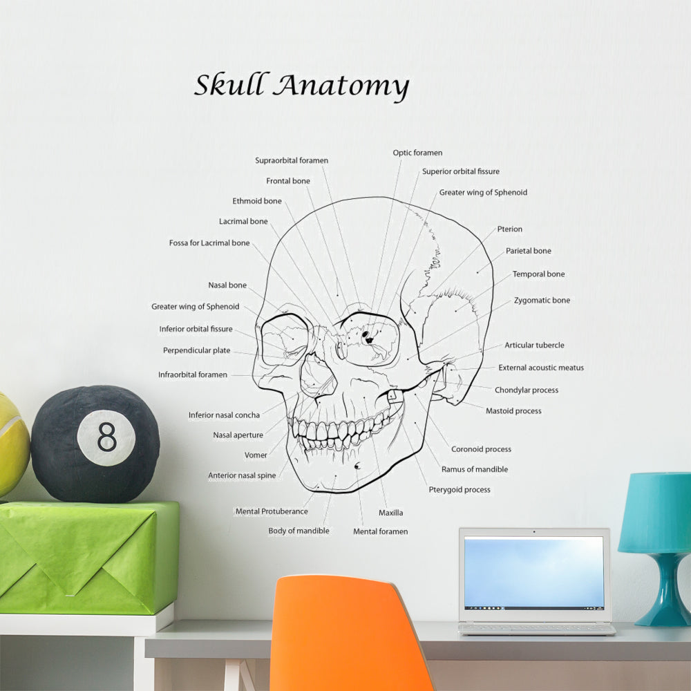 Durable Human Skull Line Illustration Wall Decal