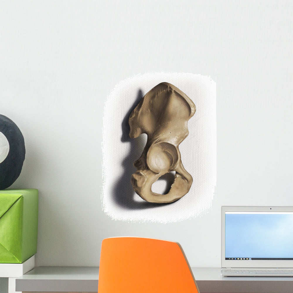 Os Coxae Color Illustration Wall Decal